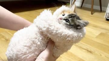 YouTubeチャンネル「ぽてこゆこめ。」に投稿されたのは、なかなか寝付かない子猫ちゃんを寝かしつけ...