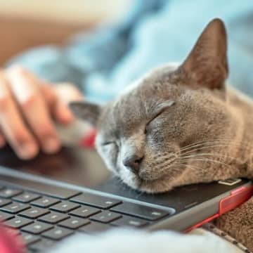 1.ヘソ天で寝る愛猫が仰向けになって寝ることがあるなら、信頼されている証拠です。お腹を上に向けている...