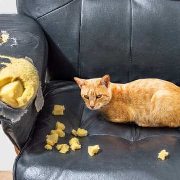 猫に「しつけ」をするための5つのポイント猫は群れ社会を知らない動物なので、犬のように人間に対して従順...