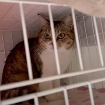 YouTubeチャンネル「Lumi Towncat」に投稿されたのは、地域猫だったマイちゃんを保護し...