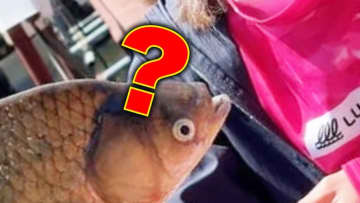 →【画像】「よく見るとかわいい…！」へら鮒釣り入門 写真ギャラリー こんにちは、海姫です。1年の中で...