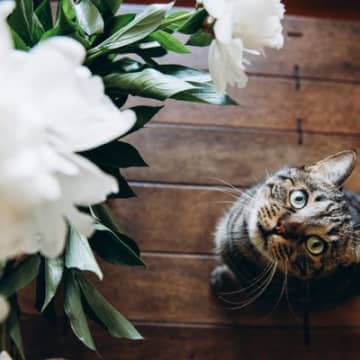 祭壇の後ろから現れた野良猫写真はイメージです 結婚式の最中に、野良猫が忍び込んできたら…あなたはどう...