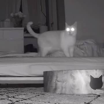 YouTubeチャンネル「元野良猫チャチャとR me」に投稿されたのは、猫が夜中に取っている行動をモ...