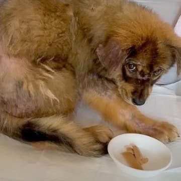 保護された子犬の成長記録がYouTubeで話題です。怯えた子犬が成長し巣立って行く様子は312万回以...