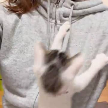 X（旧Twitter）に飼い主さんの体をよじ登る子猫の動画が投稿され人気となっています。投稿は56万...