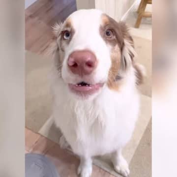 飼い主さんとお喋りするワンコの姿がInstagramで注目を集めています。投稿したのは、Instag...