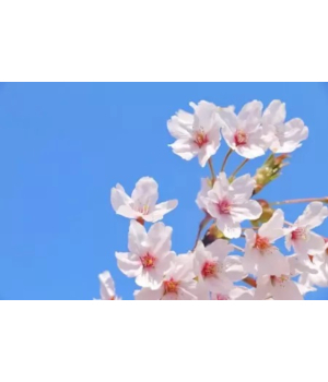 関東エリアで春に出かけたいスポットは？ デートやお花見にぴったり！