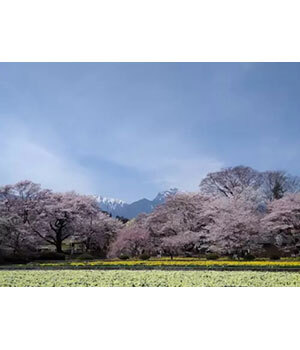 今年は雪が多かったけど、そろそろ桜の季節が近づいてきました