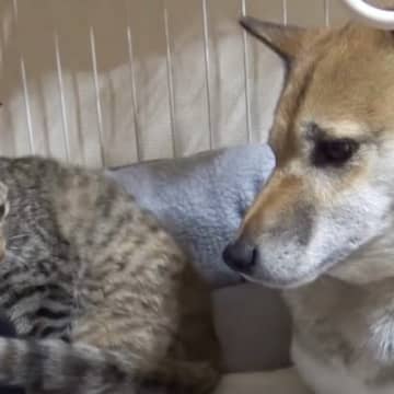 人気YouTubeチャンネル「R村の柴ねこ」に投稿されたのは、同居犬のハウスにこっそりとお邪魔するキ...