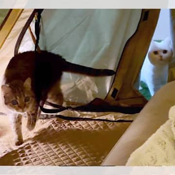 テントに猫たちが乱入してきた！？今回、X（旧Twitter）に写真を投稿されたのは、ポムさんとしまち...