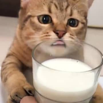 今回紹介するのは、YouTubeに投稿された、飼い主さんの牛乳を奪おうとする猫ちゃんの様子。どうやら...