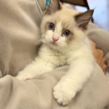 生後3カ月の“ふわふわ子猫”→1カ月半後には「おとなの雰囲気」に