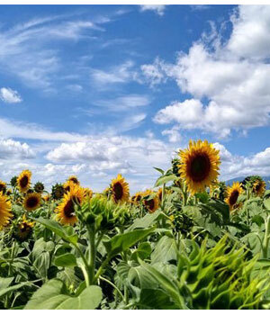 標高1000mの八ヶ岳南麓、真夏でもエアコンいらずの高原ライフ