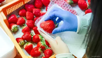みなさんこんにちは、カゴシマニアックス編集部です。 2026年7月31日、鹿児島県姶良市の北山地区で...