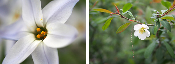 デジタルカメラなら被写体に寄った写真や背景をボカした写真が撮れる