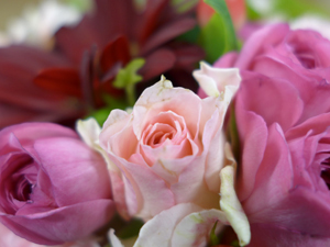 パナソニック「LUMIX LX7」のマクロ作例