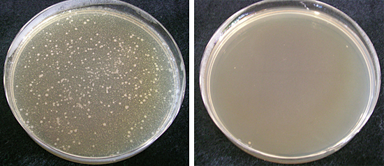 洗濯後の衣類の雑菌増殖比較(18時間後)