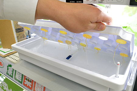 下部のプランター