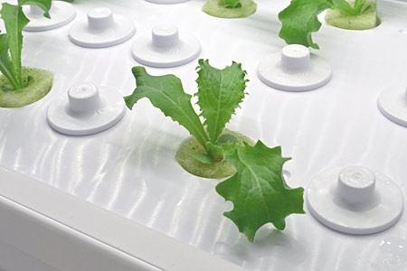 苗床パネルの突起のようなフタを外して種をまく