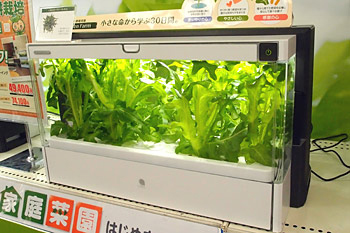 設置から23日目の栽培器内ではレタス(ジェンティリナグリーン)が生い茂る