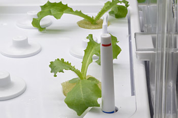 栽培器の端には、釣りに使うウキのような水位フロートがある