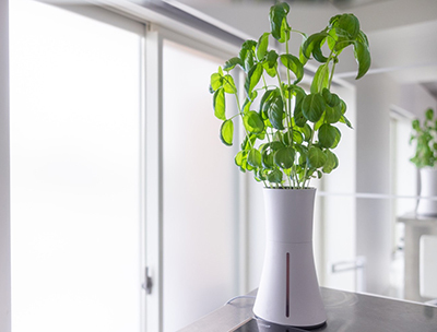 生産的すぎる画期的な水耕栽培セットが凄かった 放置してもみるみる育つ Botanium n R 生産的すぎる画期的な水耕栽培セットが凄かった 放置してもみるみる育つ Botanium n R